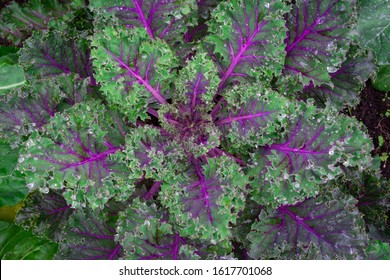 red-russian-kale-water-drops-260nw-1617701068