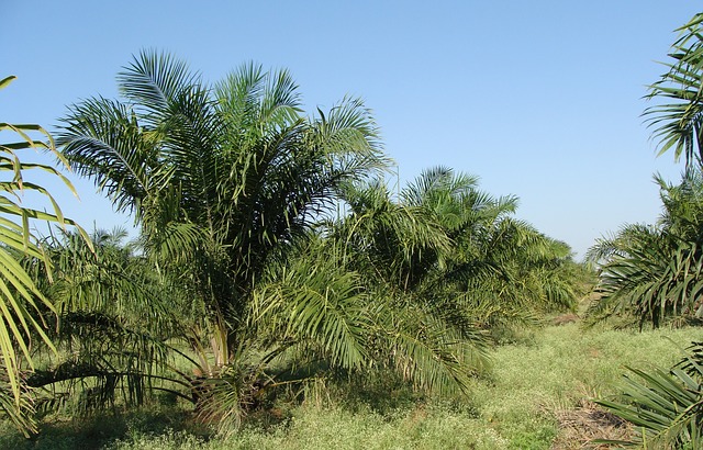 oil-palm-gfcdacc56e_640